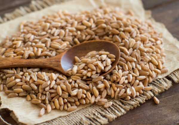 Risotto de Farro con Salsa de Nueces