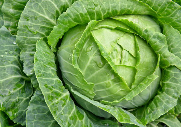Cabbage, col, recipe, receta
