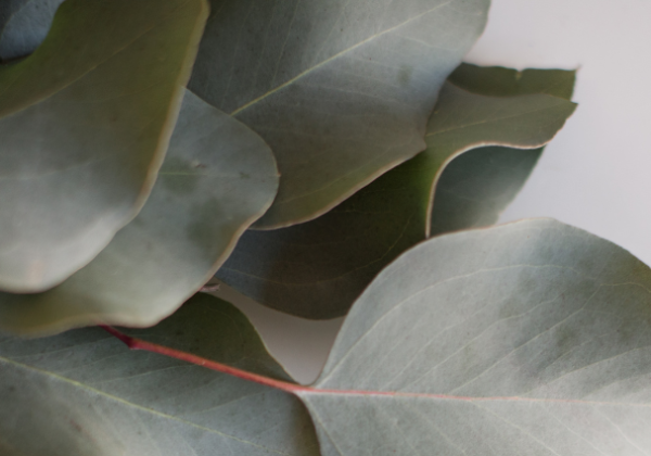 Eucalyptus: healing properties and health benefits