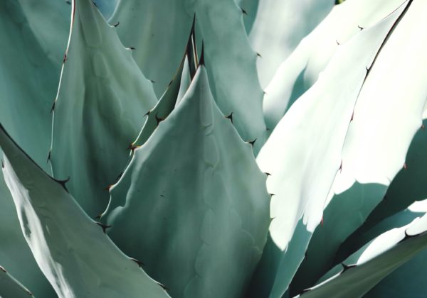 Medicinal plants to promote health and well-being: Exploring their healing properties