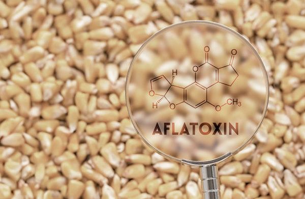 Mycotoxins: a silent threat to our health