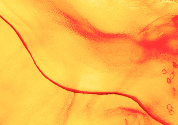 Test hormonal: el mapa invisible que revela cómo funciona su cuerpo por dentro