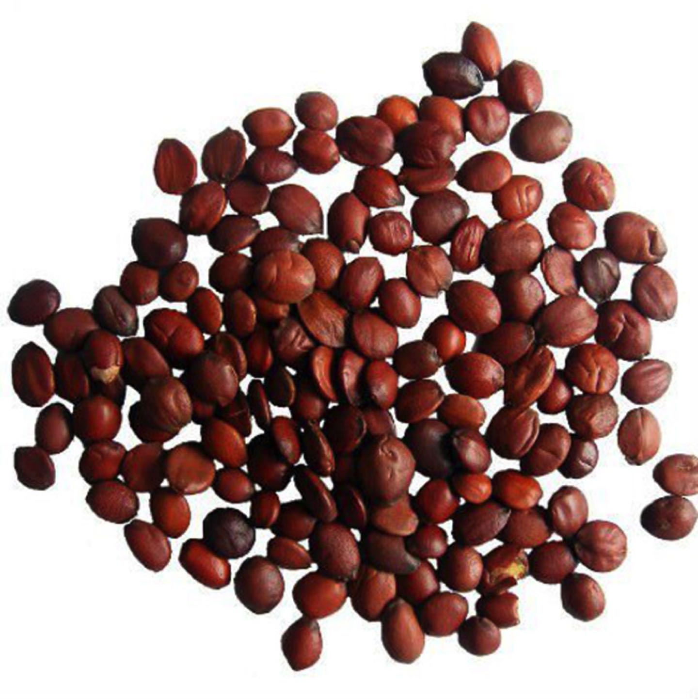 ZIZYPHI SPINOSAE