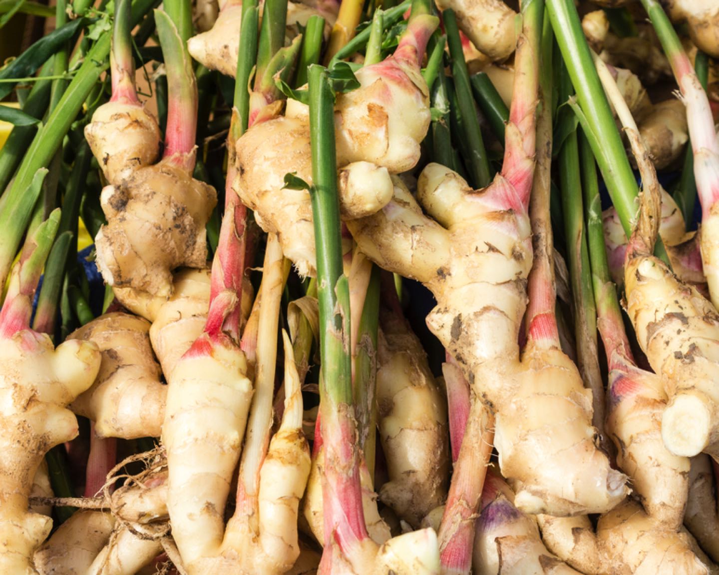 Display of fresh ginger root at the market
