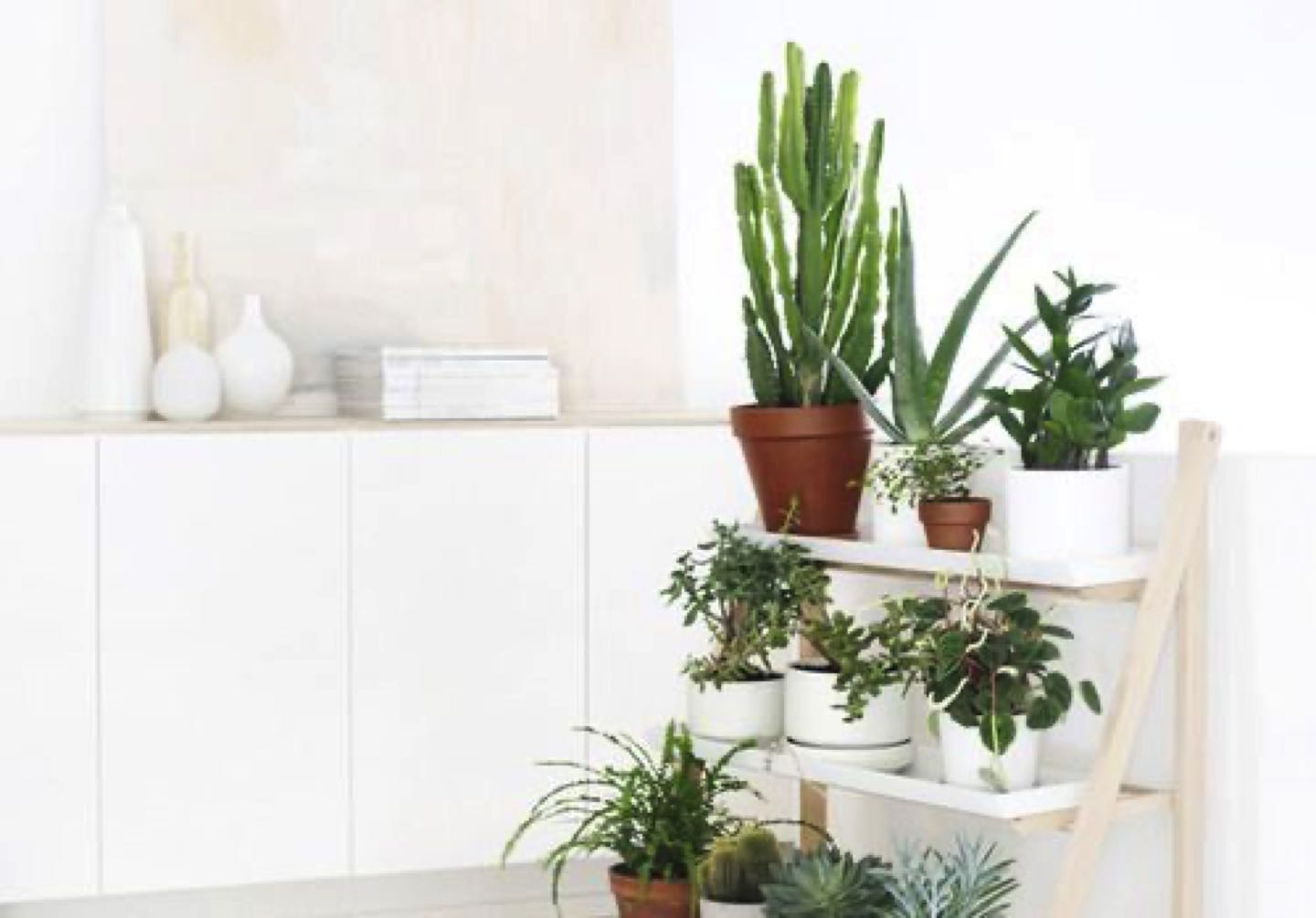 decoración con plantas