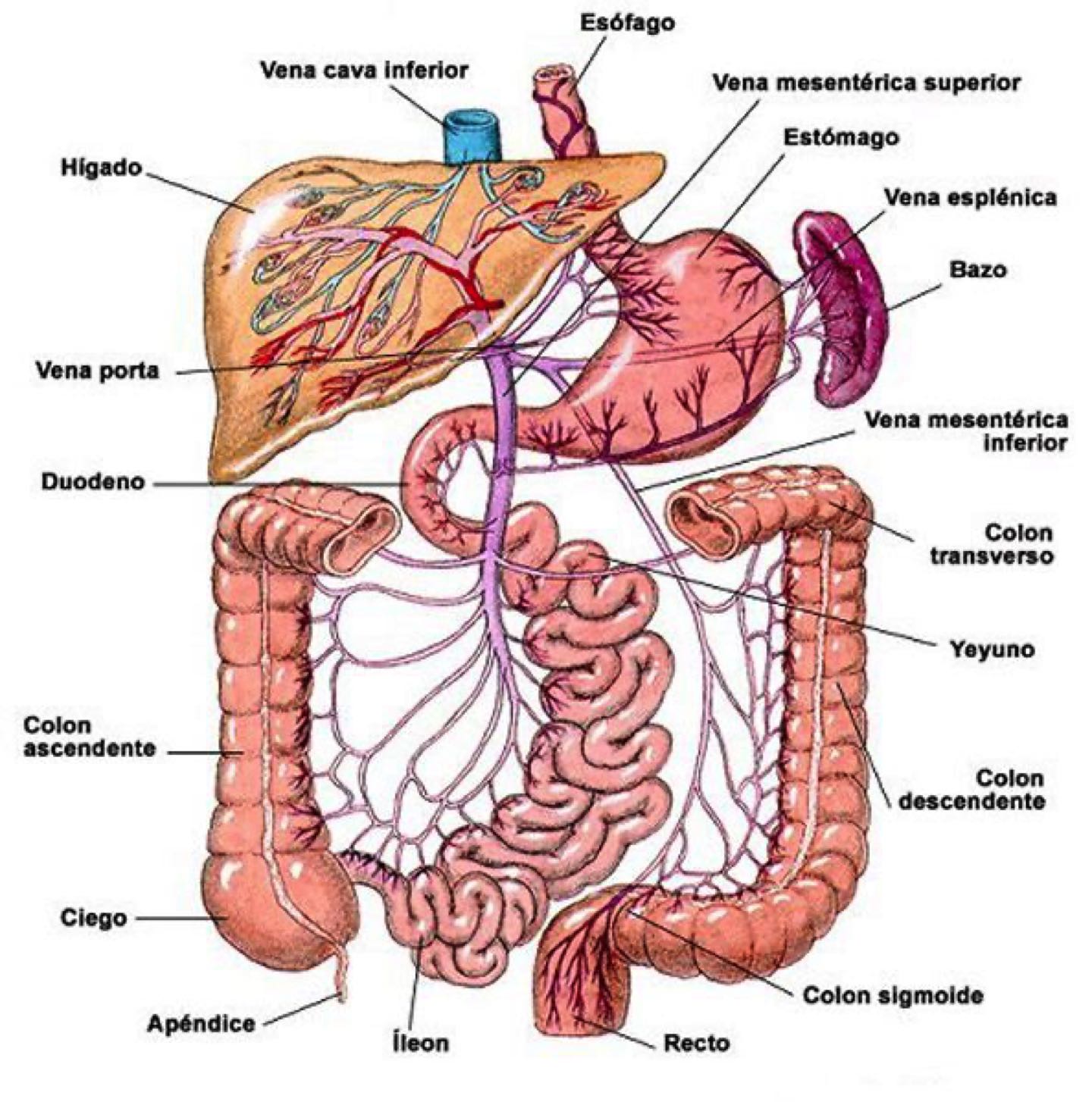 sistema_digestivo-hidroterapia_de_colon